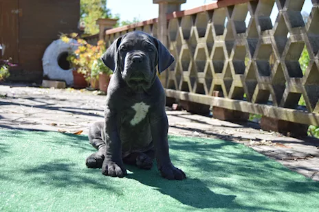 Cuccioli Razza Cane Corso - Anteprima 4