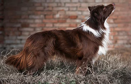Joy border collie con pedigree