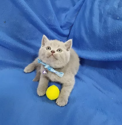 Scottish fold e straight - Foto 6