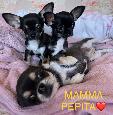 Cucciole di chihuahua