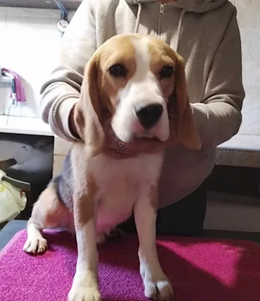 Beagle tricolore di 14 mesi