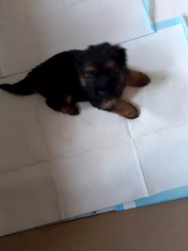 Foto 2 5 femmine pastote tefesco Razza Pastore Tedesco