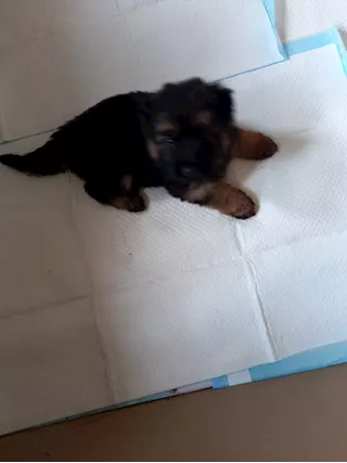 5 femmine pastote tefesco Razza Pastore Tedesco - Foto 2