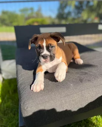 Bellissimi cuccioli di boxer