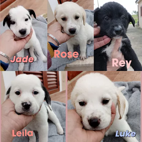 Cuccioli di 2 mesi cercano casa