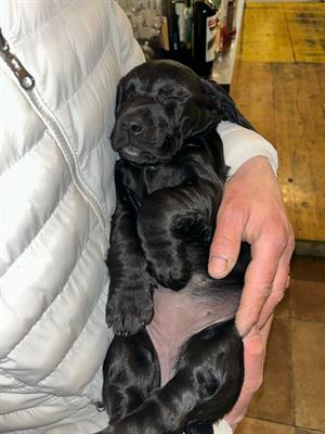 Cucciola di cane