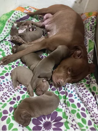 Cuccioli alta genealogia