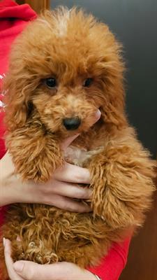 Barboncino toy, toy poodle
