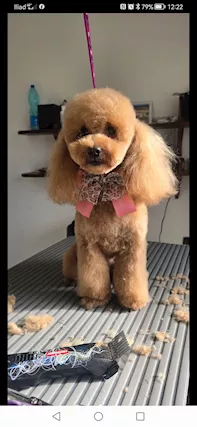 Ultima cucciola di barboncino nano