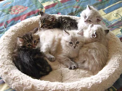 Regalo Gattini Siberiani Affettuosi