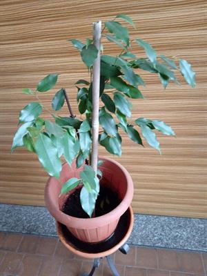 Pianta Ficus Benjamina alta 71 cm larga 38