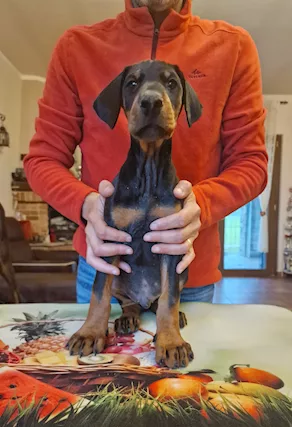 Cucciolo dobermann