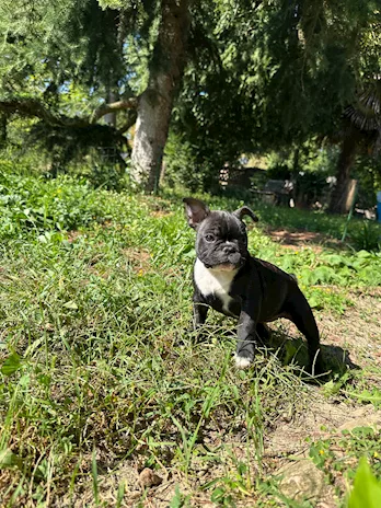 Cuccioli di Bulldog Francese con Pedigree ENCI, genitori visibili - Foto 4