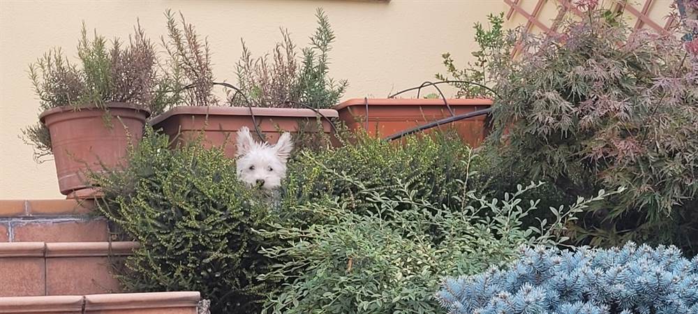 Foto 2 Cucciola di 8 mesi razza Il West Highland White Terrier