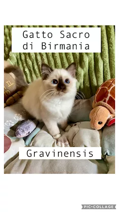 Cucciola di gatto sacro Di Birmania