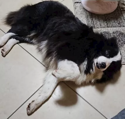 Funny 9 anni BORDER COLLIE ex fattrice MILANO SOS