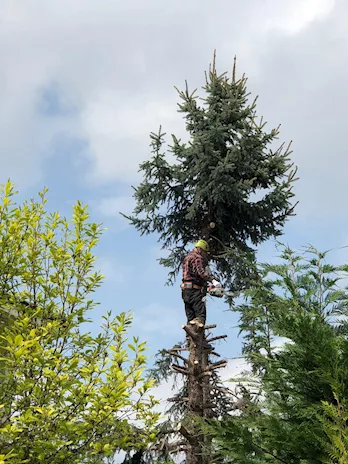 Giardinaggio/abbattimento alberi
