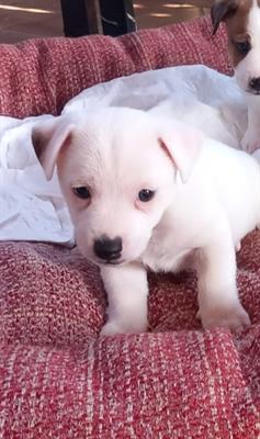 Cuccioli Razza jack russell - Foto 3