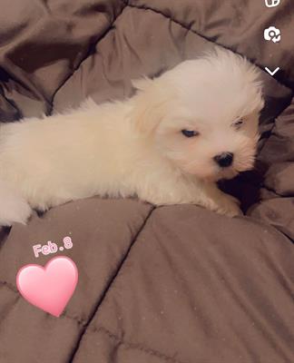 Cuccioli Razza maltese, peso 3 kg - Foto 3
