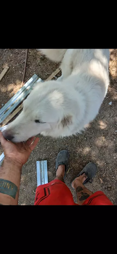 Foto 2Cedo Pastore Maremmano Abruzzese 2 anni