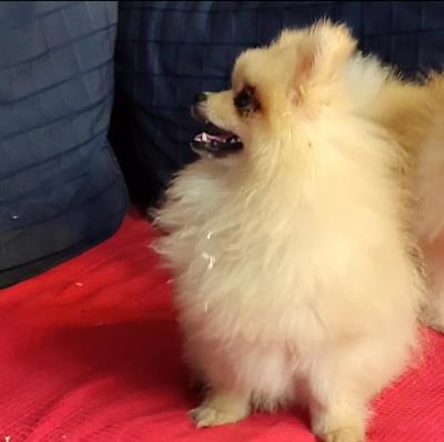 Pomerania Spitz nano