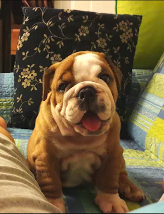 Cuccioli Bulldog Inglese