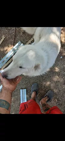 Cedo Pastore Maremmano Abruzzese 2 anni - Anteprima 2