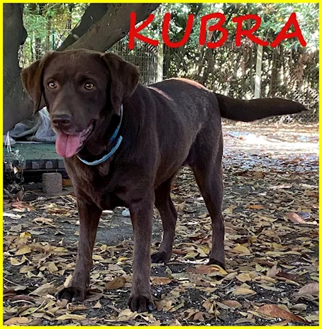Kubra Labrador 4 anni stupenda cieca