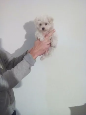 Maltesi Toy e Mini Toy