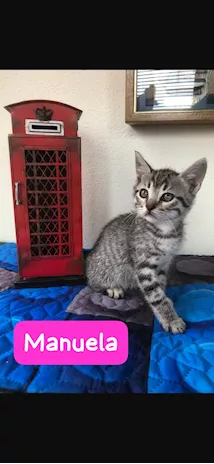 GATTINA - Manuela cerca casa Una dolcissima