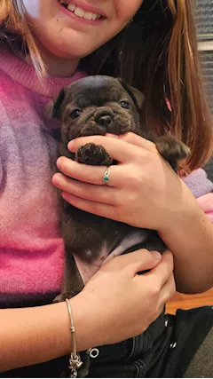 Bulldog francese esotico