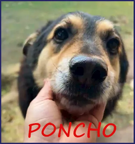 Poncho in canile da quando nato buonissimo e dolcissimo