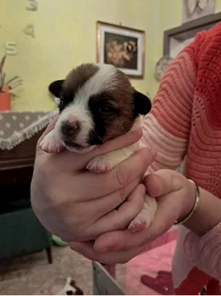 Cuccioli di Jack Russell