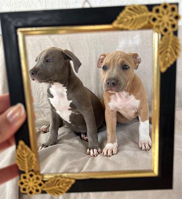 Cuccioli American Pit Bull Terrier
