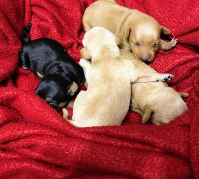 Cuccioli di pinscher originali
