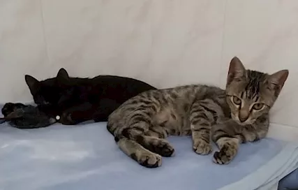 Meravigliosi gattini