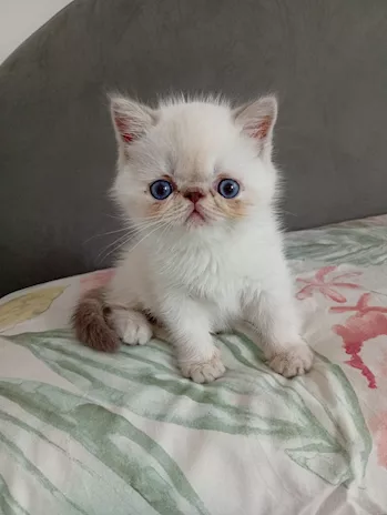 Exotic Shorthair