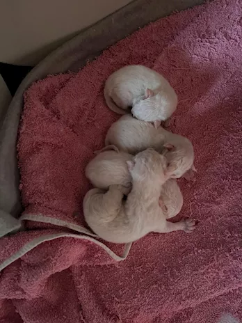 Cuccioli di Ragdoll