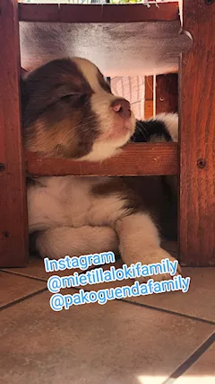 Cuccioli di Pastore Australiano - Foto 4