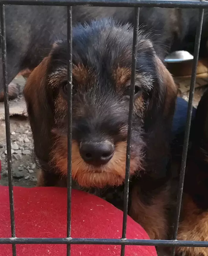 Vixar Tazza In Ceramica Con Motivo Bassotto - Blu Marino, 311g, Regalo Per Amanti Dei Cani