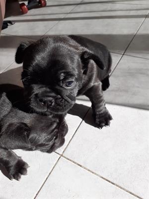 Bulldog Francese cuccioli - Foto 3