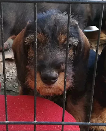 Bassotto pelo duro