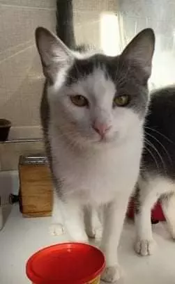 Foto 6Piuma, micia molto dolce e sofficissima, tipo abitazione