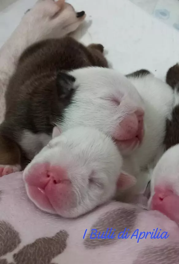 Bulldog Inglese