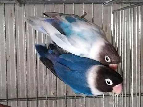 Coppia insep mascherato cobalto x pezzato blu