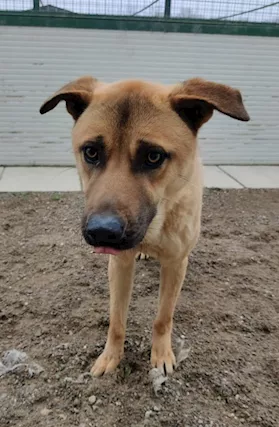 Paperino cane curiosone con mantello fulvo, un pò schivo