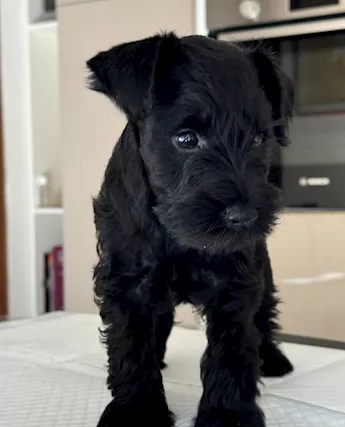 Cuccioli schnauzer