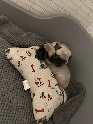 Cuccioli di Carlino con Pedigree - Foto 3