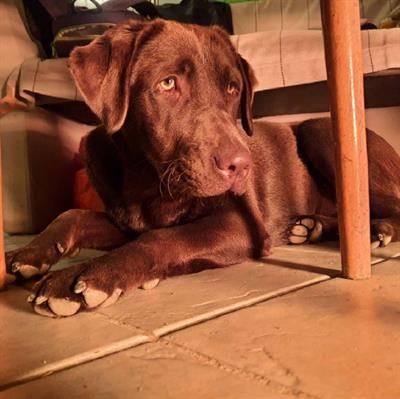 Cuccioli Razza labrador cioccolato - Foto 5