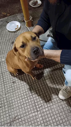 Shana dolcissima cucciola - Foto 4